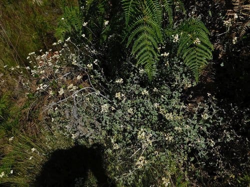 Helichrysum pandurifolium — photo