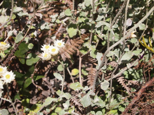 Helichrysum pandurifolium