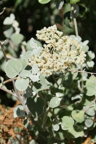 Helichrysum petiolatum (Licorice plant) — photo
