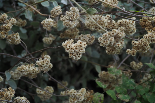 Helichrysum petiolatum (Licorice plant) — photo