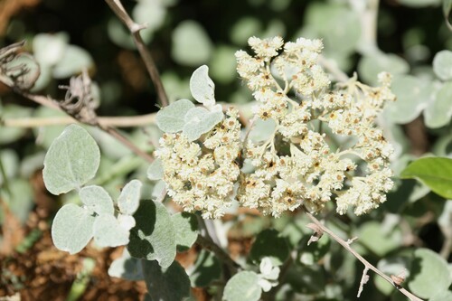 Helichrysum petiolatum