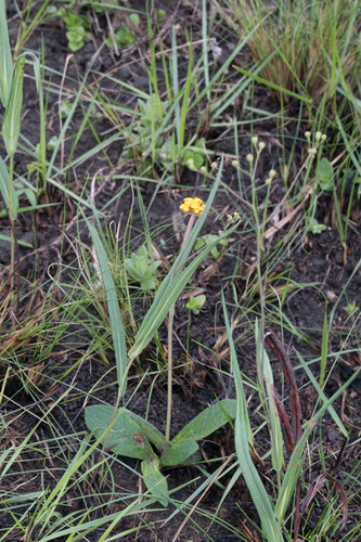 Helichrysum pilosellum — photo