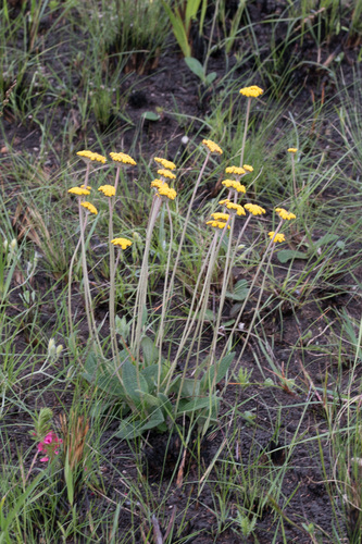 Helichrysum pilosellum — photo