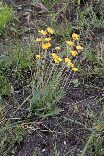 Helichrysum pilosellum