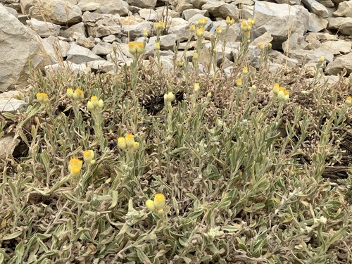 Helichrysum plicatum — photo