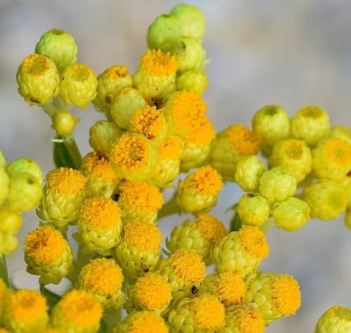 Helichrysum plicatum subsp. polyphyllum — photo