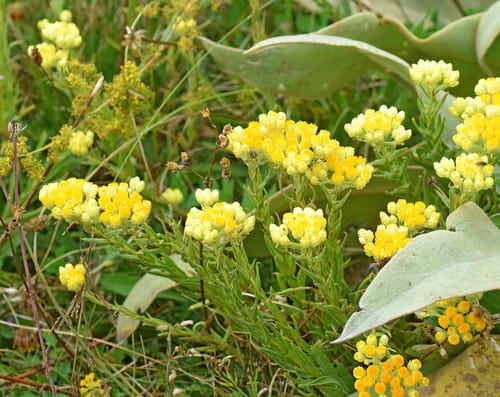 Helichrysum plicatum subsp. polyphyllum