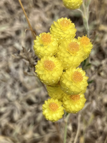 Helichrysum plicatum subsp. polyphyllum — photo