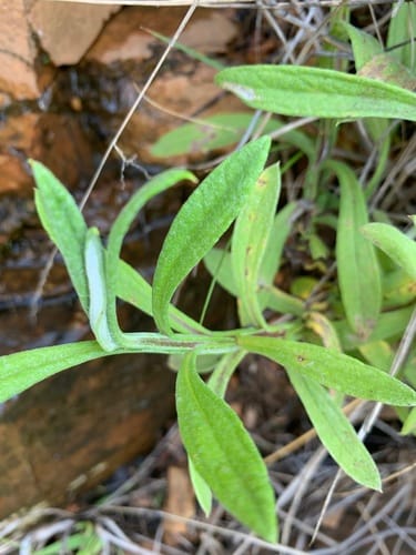 Helichrysum stenopterum — photo