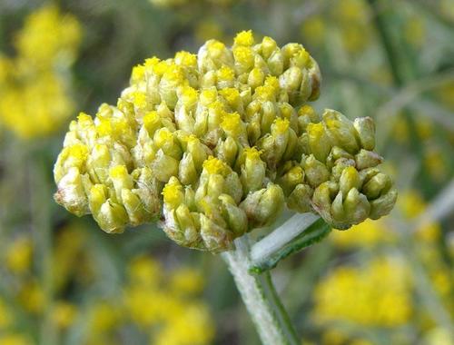Helichrysum stenopterum