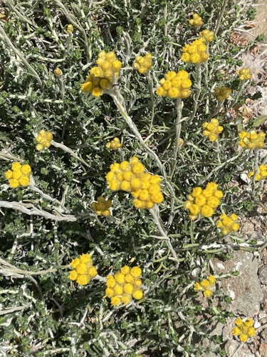 Helichrysum stoechas — photo