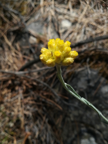 Helichrysum stoechas — photo