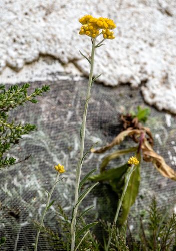 Helichrysum stoechas