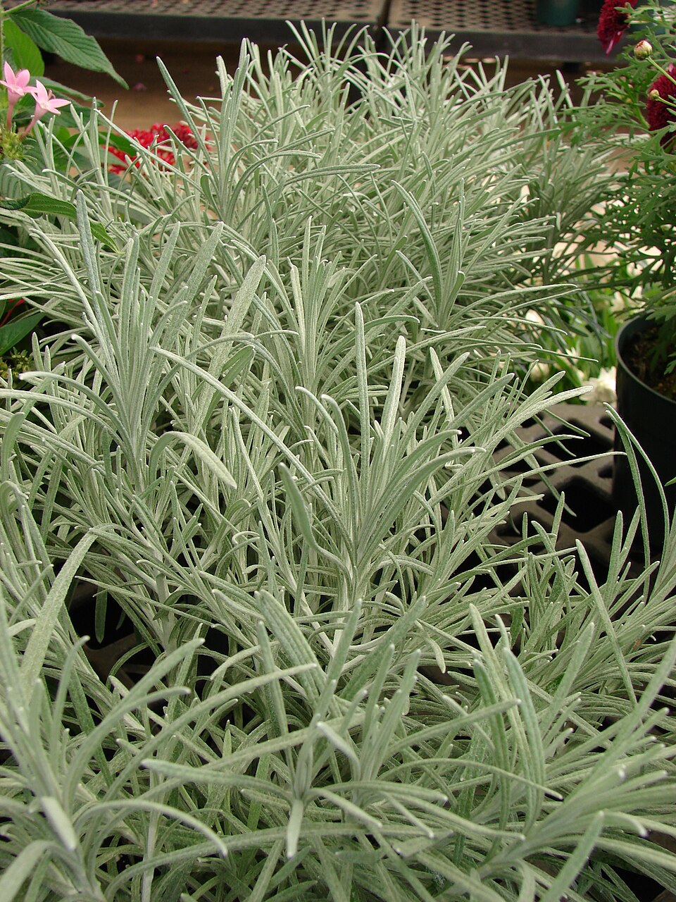 Helichrysum thianschanicum