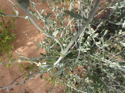 Helichrysum zeyheri — photo