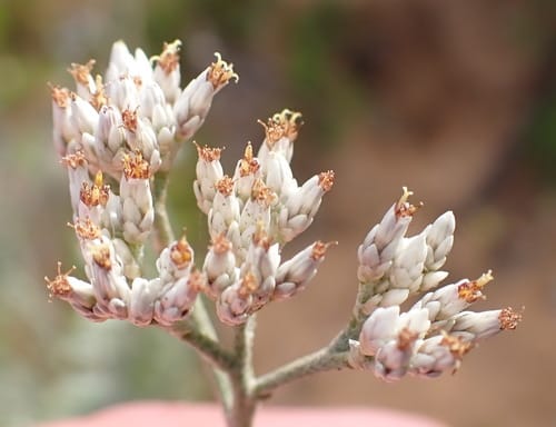 Helichrysum zeyheri — photo