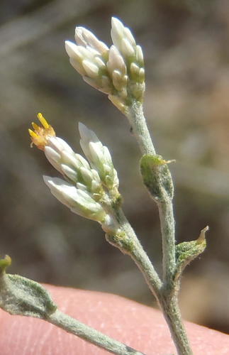 Helichrysum zeyheri