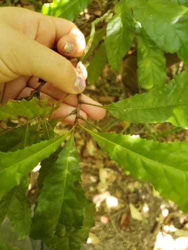 Helicia australasica (Creek silky oak) — photo