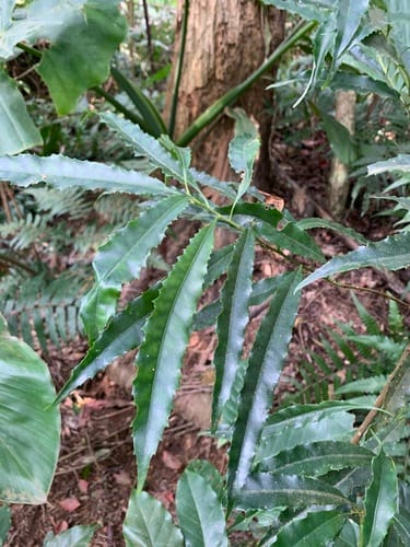 Helicia cochinchinensis — photo