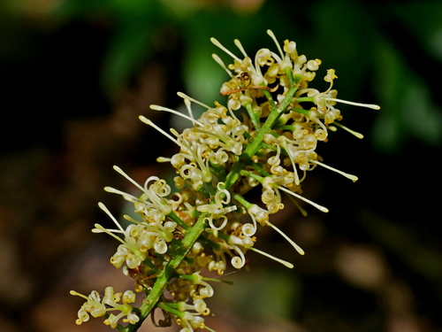 Helicia cochinchinensis