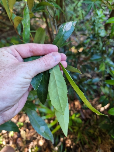 Helicia glabriflora (Smooth Helicia) — photo