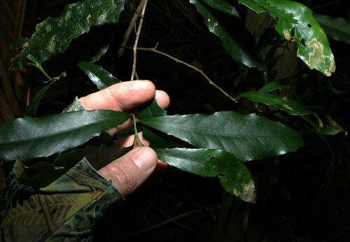 Helicia glabriflora (Smooth Helicia) — photo