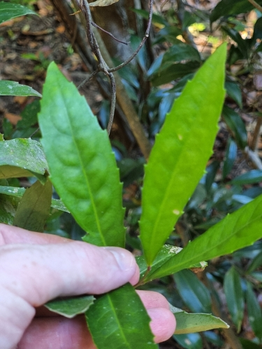 Helicia glabriflora