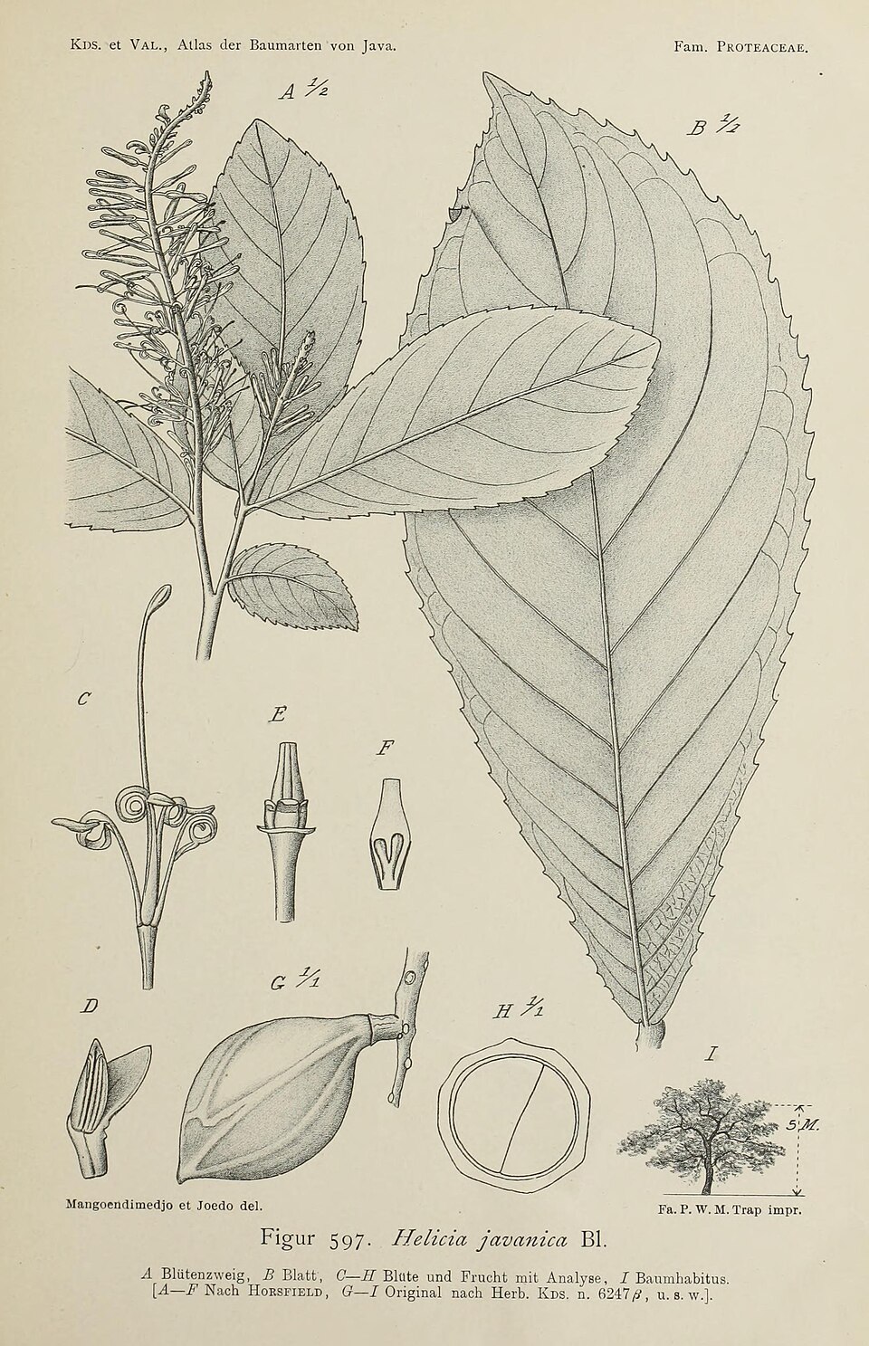Helicia javanica