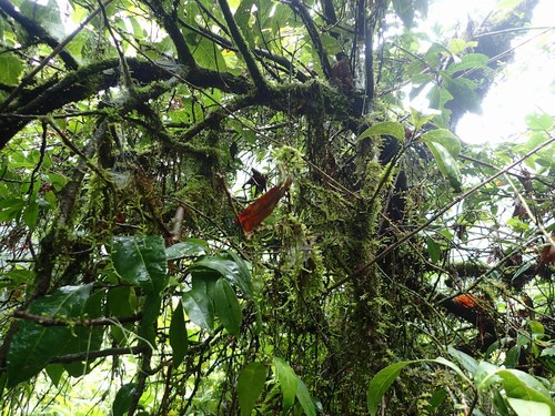 Helicia nilagirica (Mountain lagenaria) — photo
