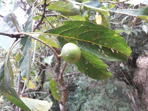 Helicia nilagirica