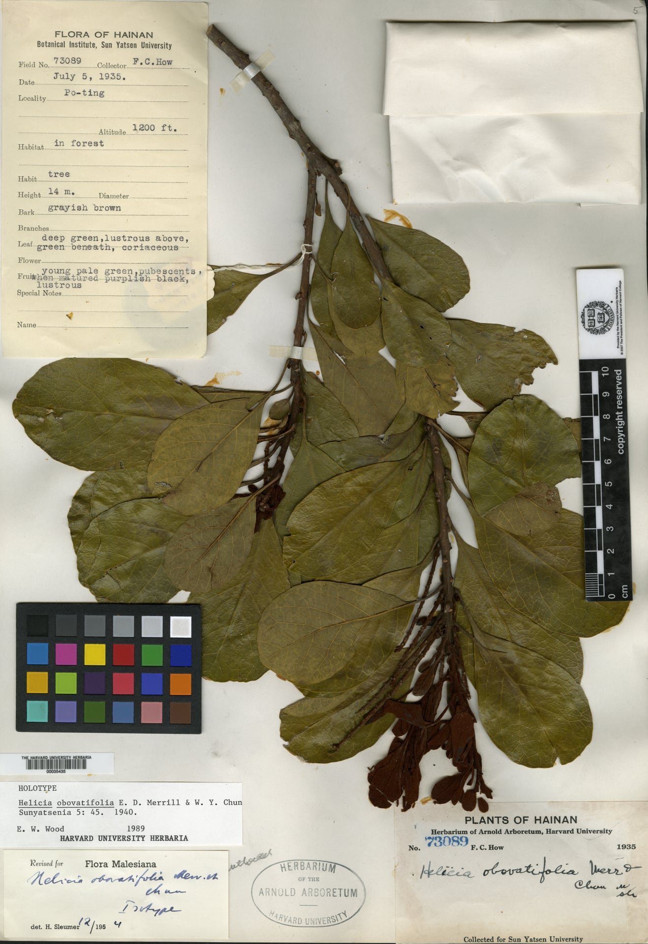 Helicia obovatifolia — photo