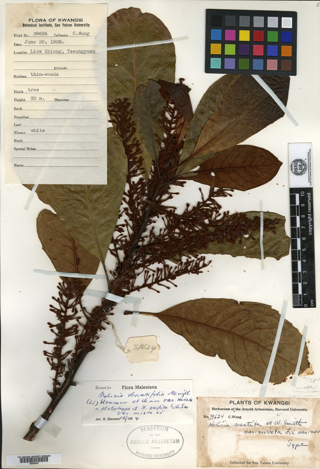 Helicia obovatifolia