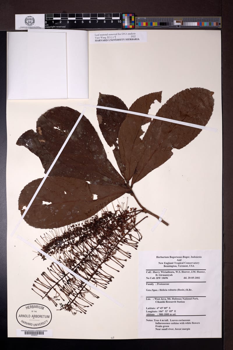 Helicia robusta — photo