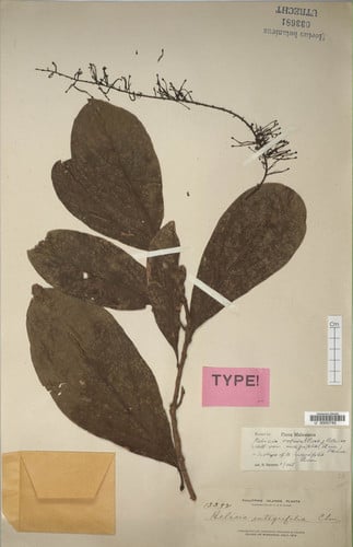 Helicia robusta