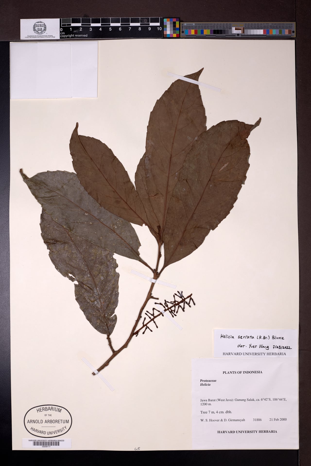 Helicia serrata