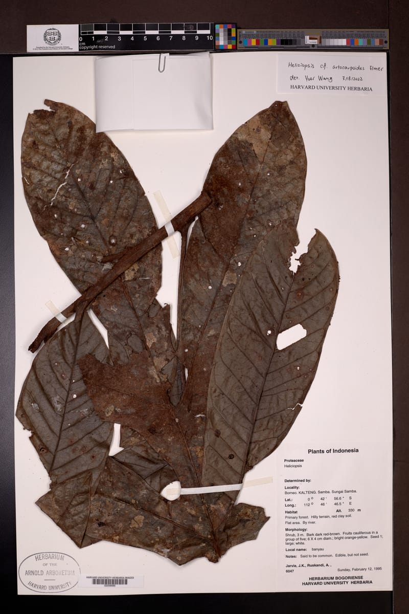 Heliciopsis artocarpoides — photo