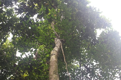 Heliciopsis artocarpoides