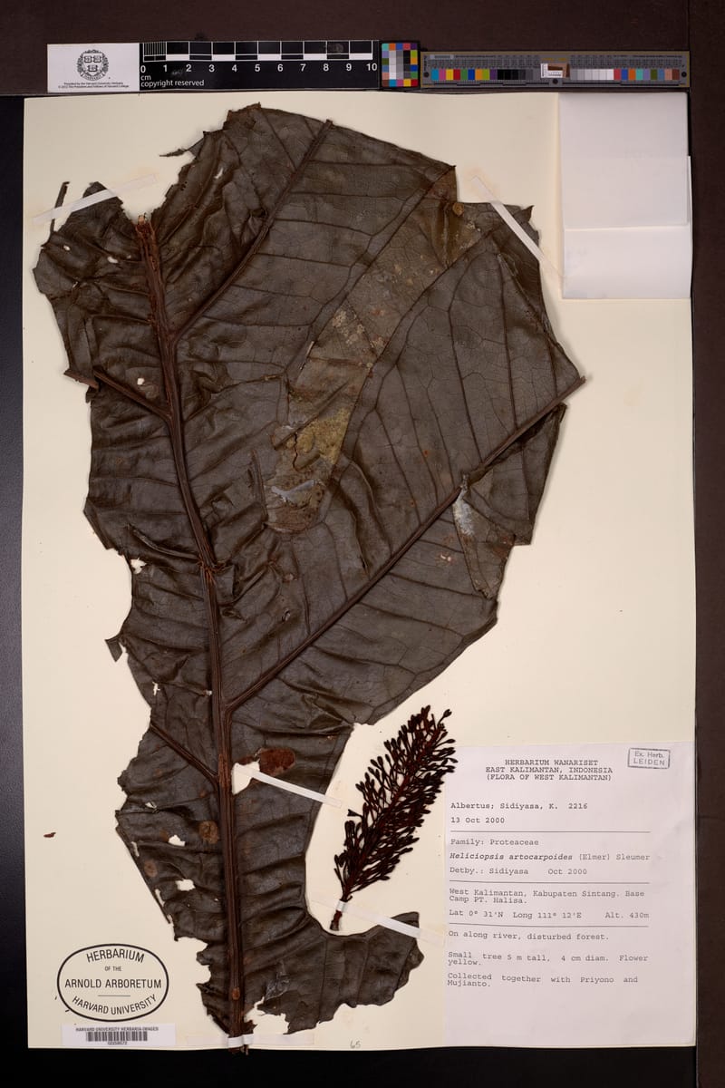 Heliciopsis artocarpoides — photo