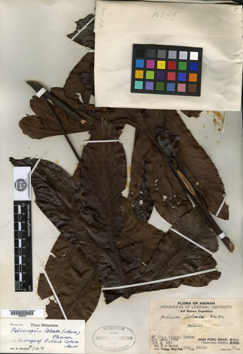 Heliciopsis lobata — photo