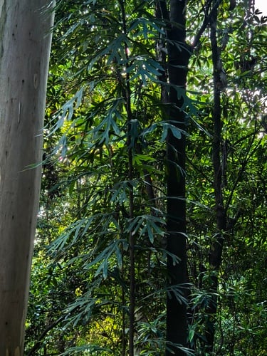 Heliciopsis lobata