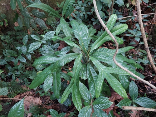 Heliciopsis terminalis