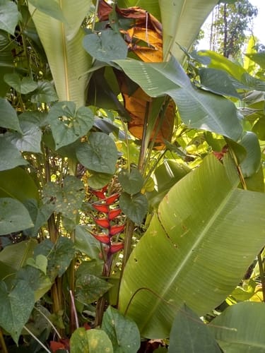 Heliconia bihai (False plantain) — photo