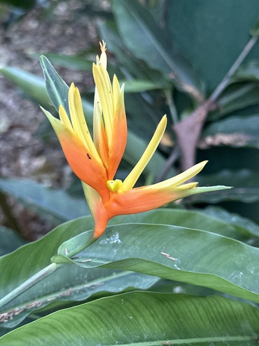 Heliconia brevispatha (Bird of Paradise) — photo