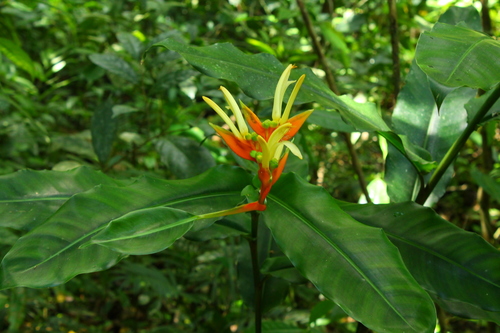 Heliconia brevispatha (Bird of Paradise) — photo