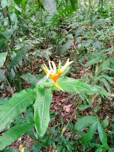 Heliconia brevispatha