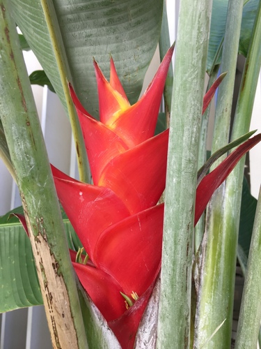 Heliconia caribaea (False plantain) — photo