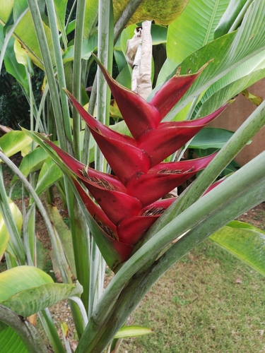 Heliconia caribaea (False plantain) — photo