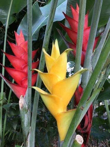 Heliconia caribaea