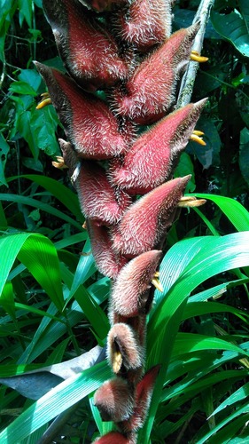 Heliconia danielsiana (Mune) — photo