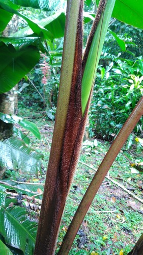 Heliconia danielsiana (Mune) — photo